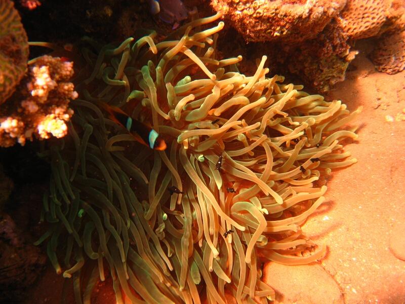 Anemonefish and babies